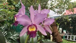 Cattleya Jackie Stidham