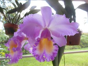 Rhyncholaeliocattleya Marcella Koss