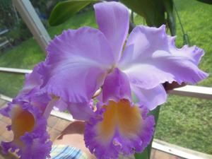 Rhyncholaeliocattleya Marcella Koss