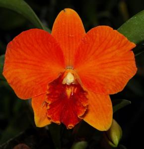 Rhyncholaeliocattleya Cindy Kurplewski