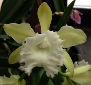 Rhyncholaeliocattleya Digby Lane