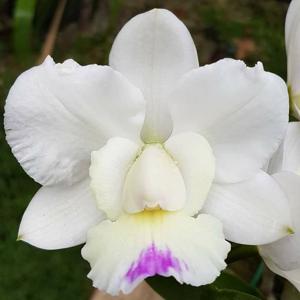 Cattleya Snow Blind