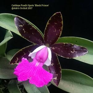 Cattleya Pradit Spot