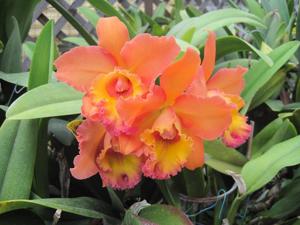 Rhyncholaeliocattleya Waianae King