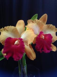 Rhyncholaeliocattleya Bob Crowder