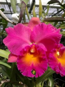 Rhyncholaeliocattleya Brunswick Gem