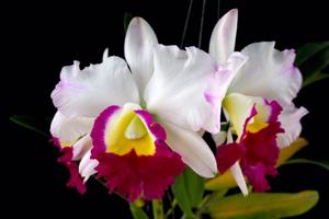 Rhyncholaeliocattleya Memoria Anna Balmores