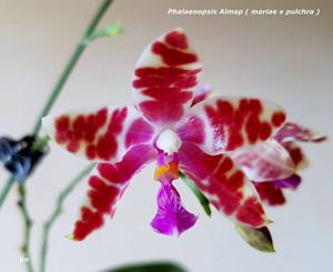 Phalaenopsis Almap