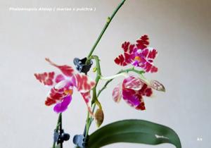 Phalaenopsis Almap