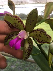 Cattleya Mrs. Mahler