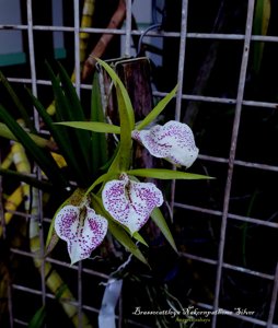 Brassocattleya Nakornpathome Silver