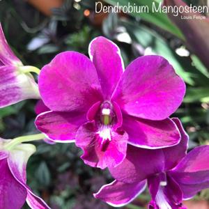 Dendrobium Mangosteen