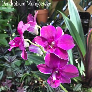 Dendrobium Mangosteen