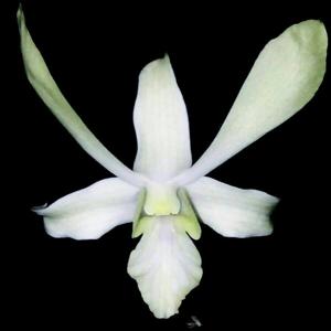 Dendrobium Rose Marie