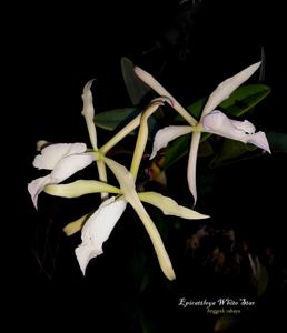 Epicattleya White Star