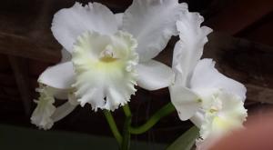 Cattleya Hawaiian Wedding Song