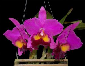 Rhyncholaeliocattleya King of Taiwan