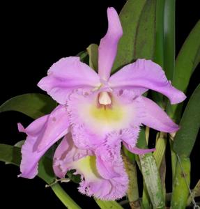 Rhyncholaeliocattleya Madame Charles Maron