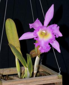 Rhyncholaeliocattleya Madame Charles Maron