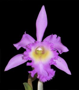 Rhyncholaeliocattleya Madame Charles Maron