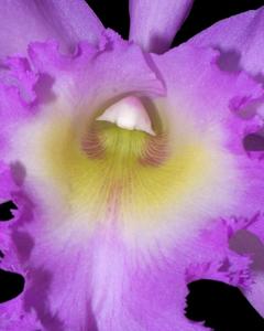 Rhyncholaeliocattleya Madame Charles Maron