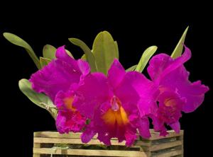 Rhyncholaeliocattleya Pink Empress