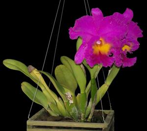 Rhyncholaeliocattleya Pink Empress