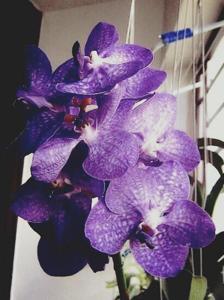 Vanda Karulea