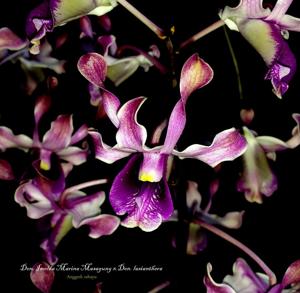 Dendrobium APEC PNG 2018