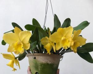 Rhyncholaeliocattleya Memorial Gold