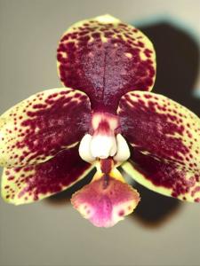 Phalaenopsis Tying Shin Popularity