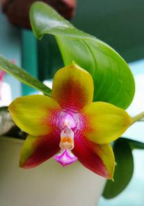 Phalaenopsis Dragon Tree Eagle