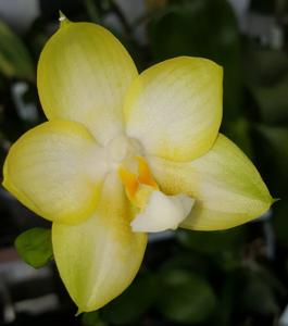 Phalaenopsis Joy Spring Canary