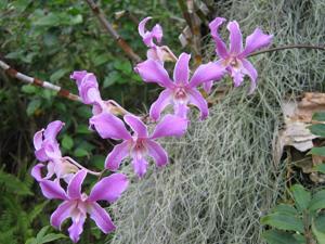 Dendrobium superbiens