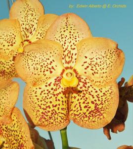 Vanda Sanchai Gold Spots