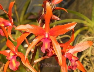 Laeliocatanthe Taiwan Orange