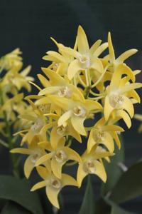 Dendrobium Dunokayla