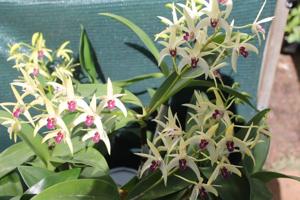 Dendrobium Balnarring