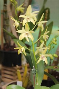 Dendrobium Dingadee