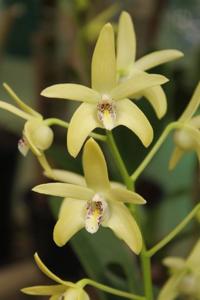 Dendrobium Dingadee