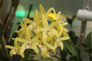 Dendrobium Dunokayla