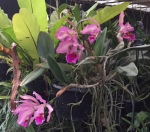 Cattleya Miss Harris