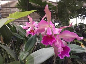 Cattleya Miss Harris