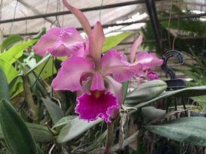 Cattleya Miss Harris