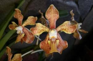 Vanda Kaputrana