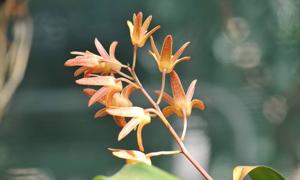 Dendrobium Australian Sheenamere