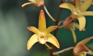 Dendrobium Australian Sheenamere