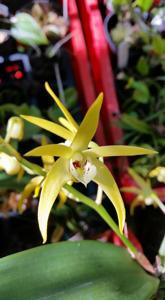 Dendrobium Star of Riverdene