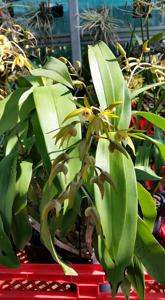 Dendrobium Star of Riverdene