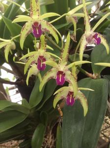 Dendrobium Balnarring